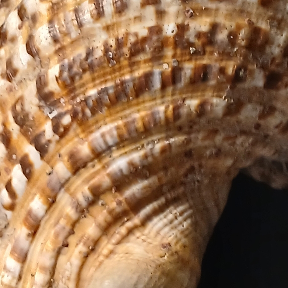 Iridescent Abalone Shell - Picture 12 of 15